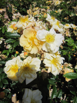 Preview: Ramblerrose Sunny Siluetta 3